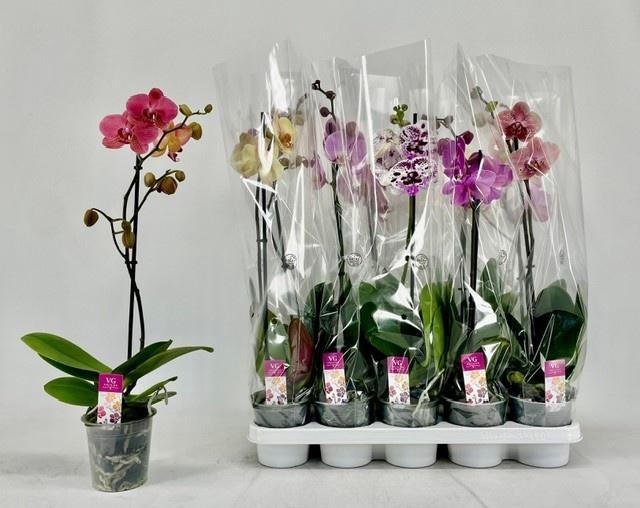 <h4>PHAL GEM</h4>