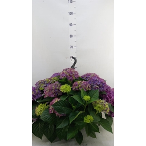 Hydrangea mac. 'Hi River'