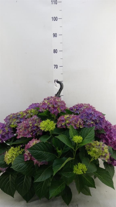 <h4>Hydrangea mac. 'Hi River'</h4>