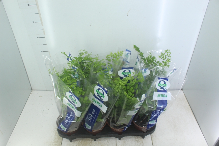 <h4>AVENCA VARIADA P15</h4>