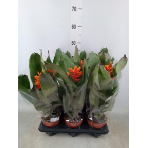 Aechmea  'Pepita Elegant Flames'