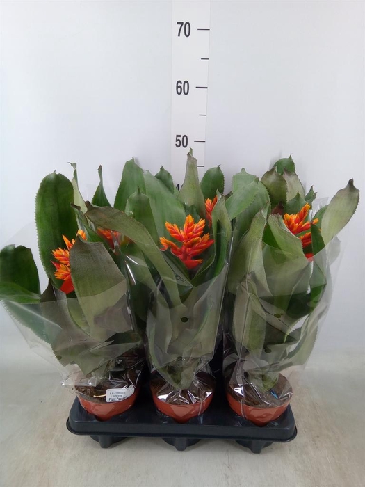 <h4>Aechmea  'Pepita Elegant Flames'</h4>