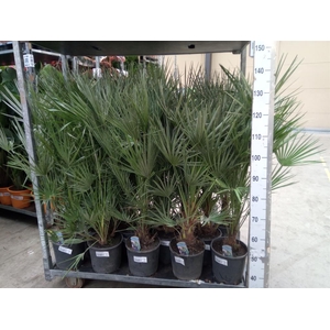 Chamaerops humilis
