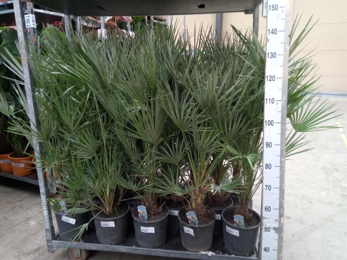 <h4>Chamaerops humilis</h4>