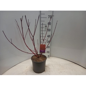 Cornus alba Sibirica