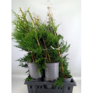 Cupressus   ...