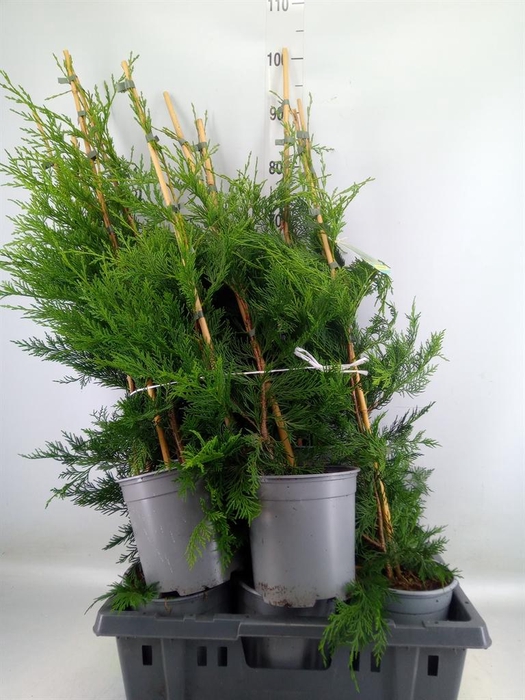 <h4>Cupressus   ...</h4>