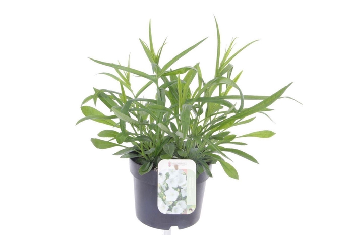 <h4>Campanula persicifolia Takion White</h4>