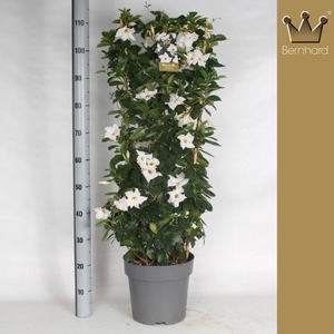 MANDE DI JADE WHITE