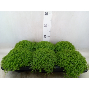 Soleirolia soleirolii   ...green