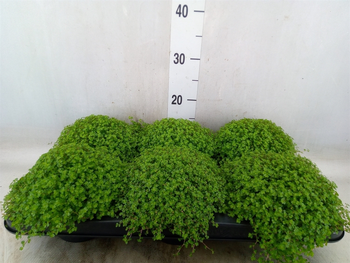 <h4>Soleirolia soleirolii   ...green</h4>