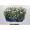 Aster Cassy