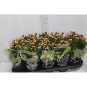 KALANCHOE DOBRADO P11 LARANJA