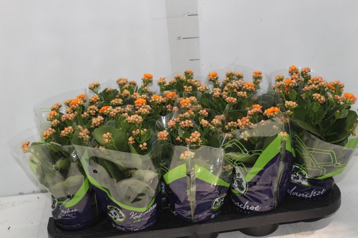 <h4>KALANCHOE DOBRADO P11 LARANJA</h4>