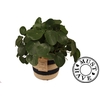 Pilea Peperomiodes in jutte mand ''must have''