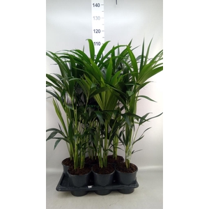 Howea forsteriana