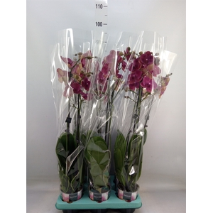 Phalaenopsis   ...