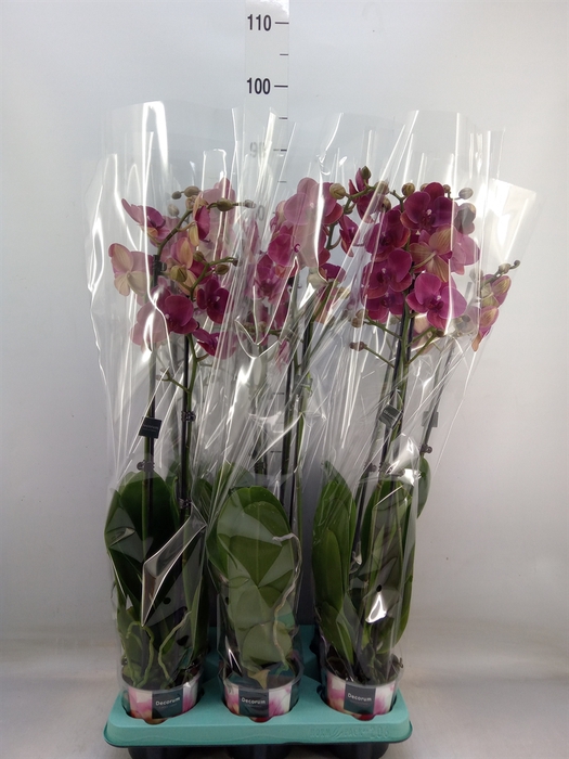 <h4>Phalaenopsis   ...</h4>