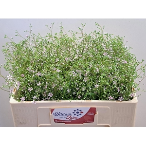 ZOMERBLOEMEN OV BS