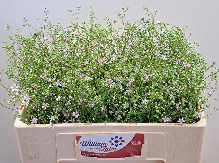 <h4>ZOMERBLOEMEN OV BS</h4>