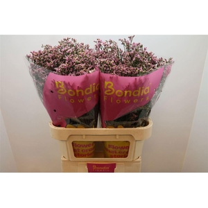 Limonium 'Blush Diamond'