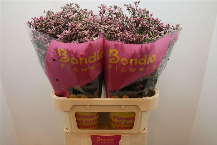 <h4>Limonium 'Blush Diamond'</h4>