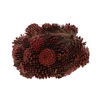 Pinecone Oostenrijker 1kg