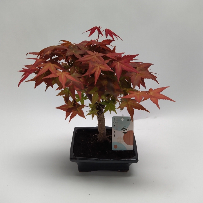 <h4>Acer Deshojo Bonsai 15 cm</h4>
