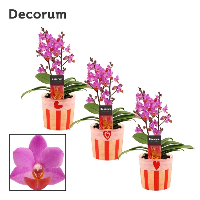 <h4>Phalaenopsis Table Mystery 2+ tak in Romée (Sympathetic moods-co</h4>
