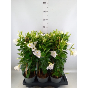 Mandevilla sand. 'SumStar White'
