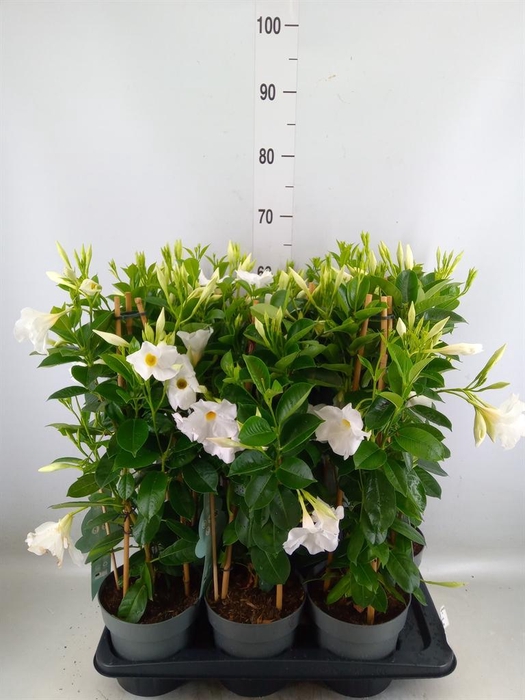 <h4>Mandevilla sand. 'SumStar White'</h4>