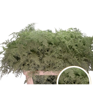 Asparagus L.Getopt Mint Groen X50