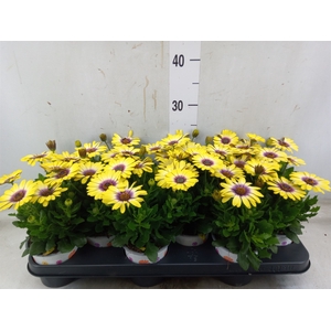 Osteospermum  'Serenity Blue Eye B'