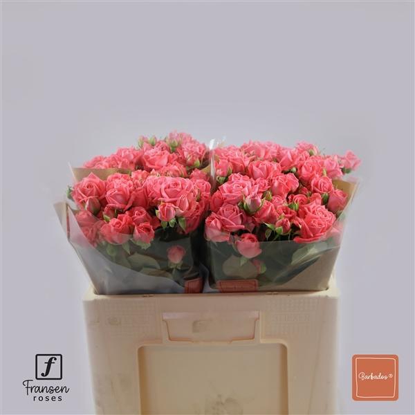 <h4>R TR barbados 50cm</h4>