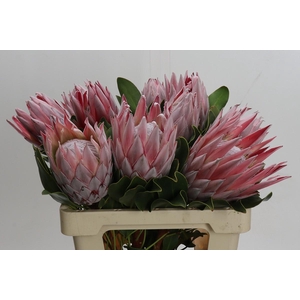 Protea Cynaroides