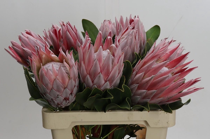 Protea Cynaroides