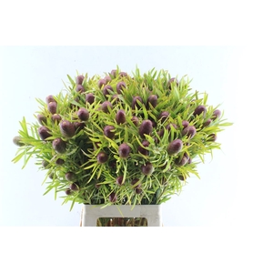 Kaaps Leucad Strictum Red