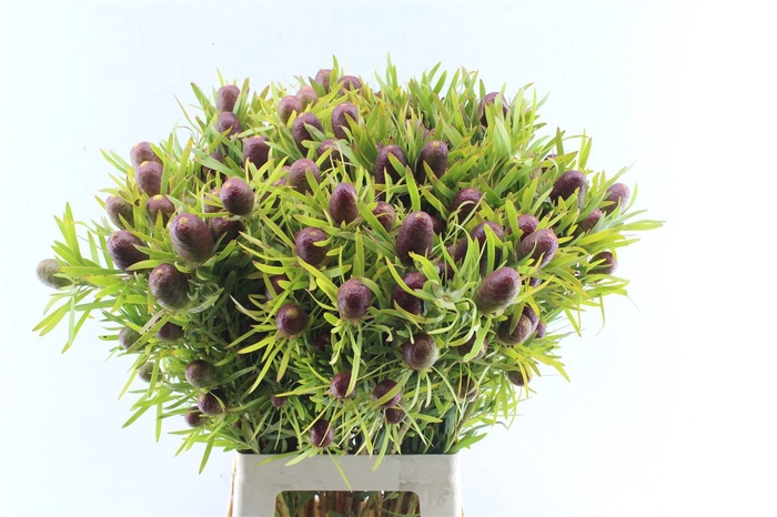 <h4>Kaaps Leucad Strictum Red</h4>