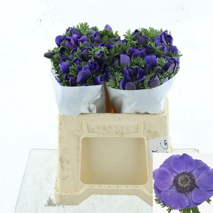 <h4>ANEM CO MIS + D BLUE</h4>