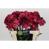 Dahlia Bacardi