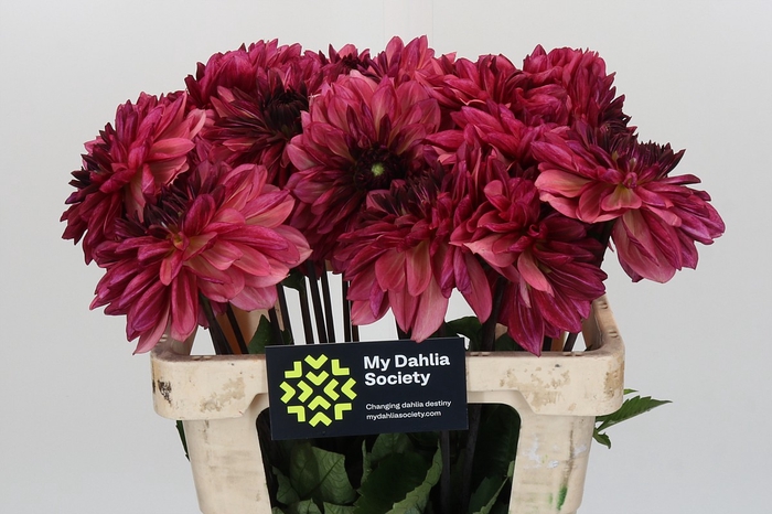 Dahlia Bacardi