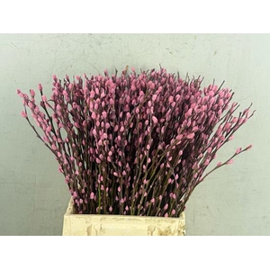 Salix Snowflake  50cm L.pink