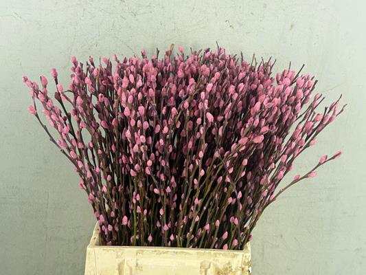 <h4>Salix Snowflake  50cm L.pink</h4>