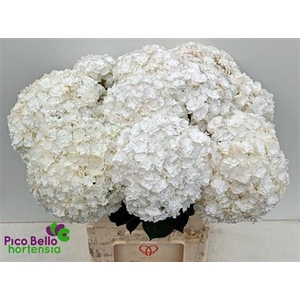 Hydr M Royal Highnes 80 Cm