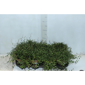 MUEHLENBECKIA ANGEL VINE P14