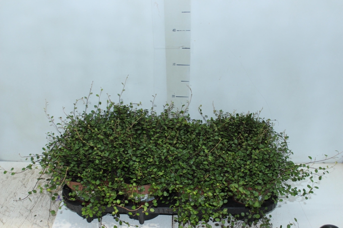 <h4>MUEHLENBECKIA ANGEL VINE P14</h4>