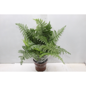 ASPLENIUM PARVATI P17