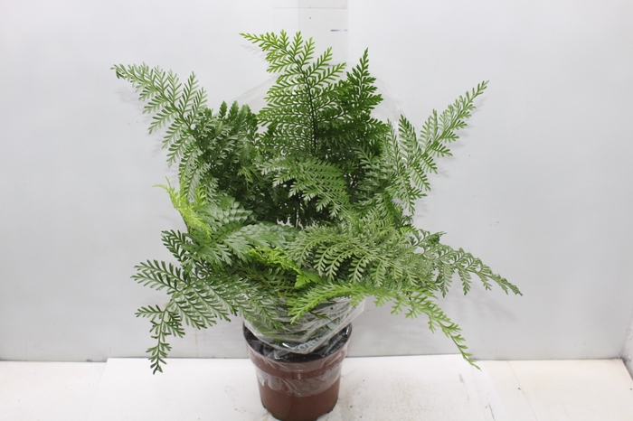 <h4>ASPLENIUM PARVATI P17</h4>