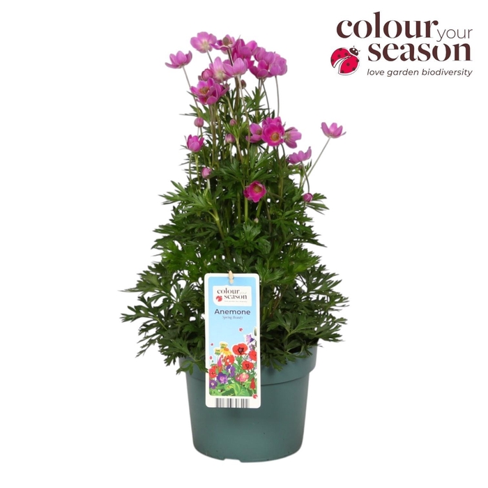 <h4>Anem Spr Beaut Pink</h4>