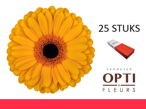 <h4>GE GR OAKLYN-Doosx25</h4>